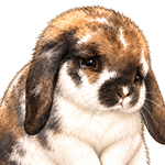 ポテちゃん